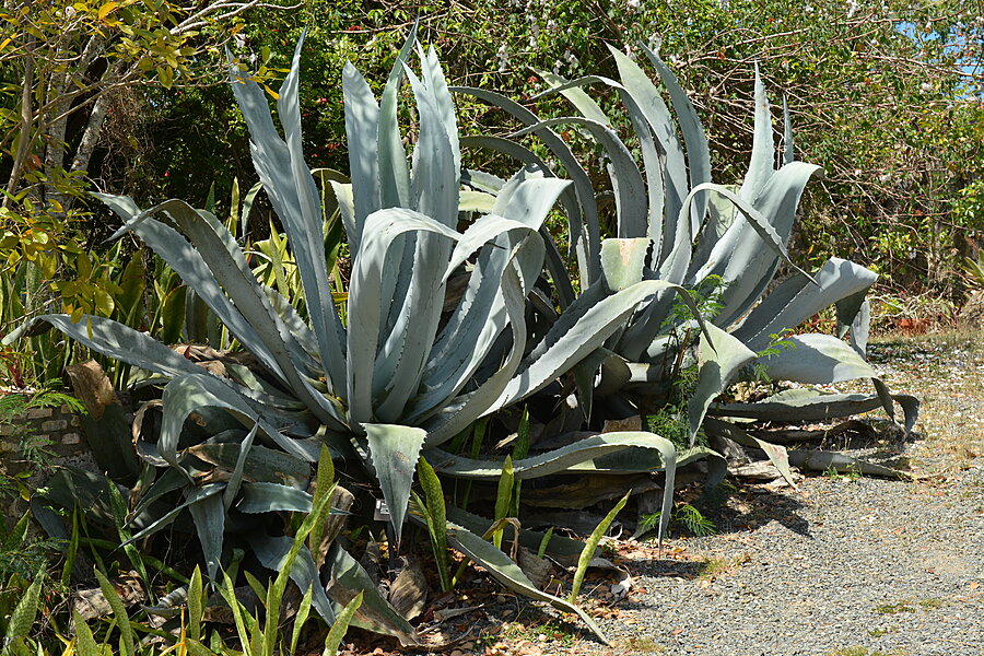 Agave