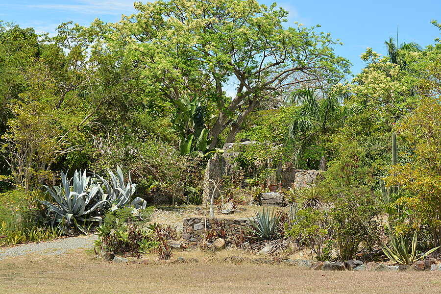 Agave og kaktus