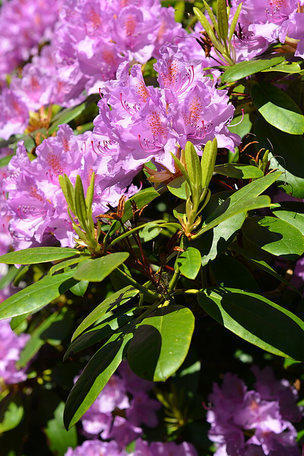 Rhododendron