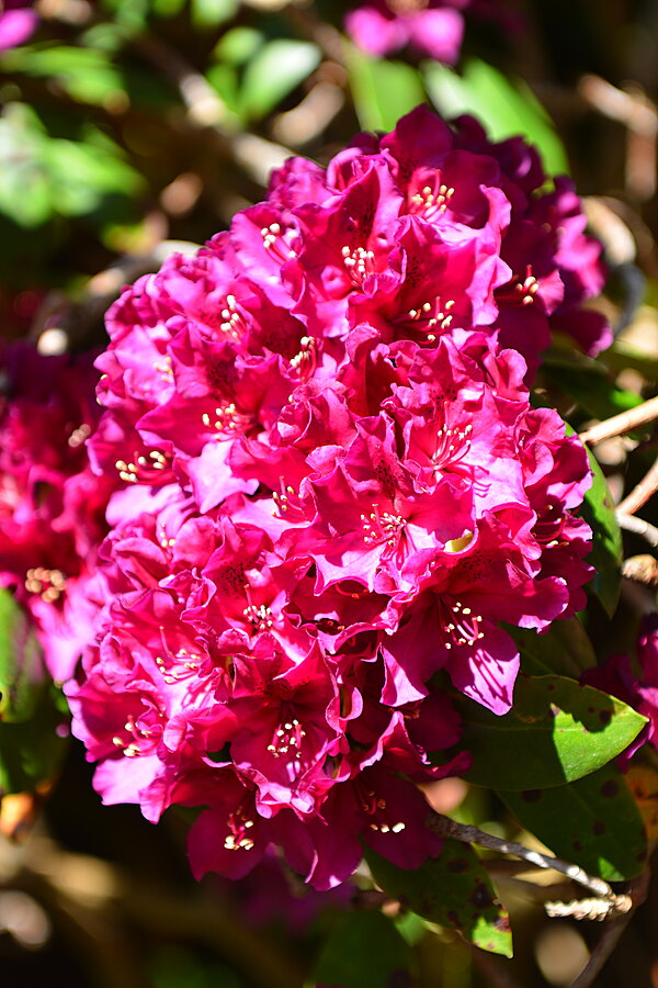 Rhododendron