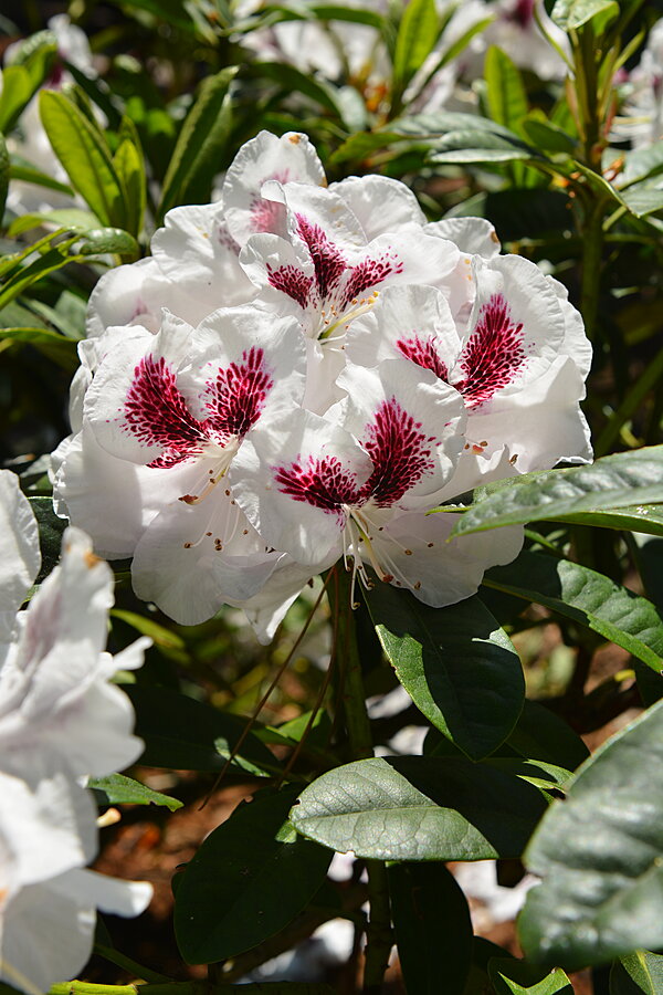 Rhododendron 