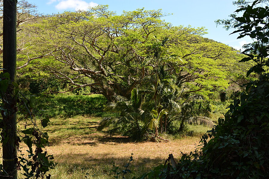 Ved Mahogany Road