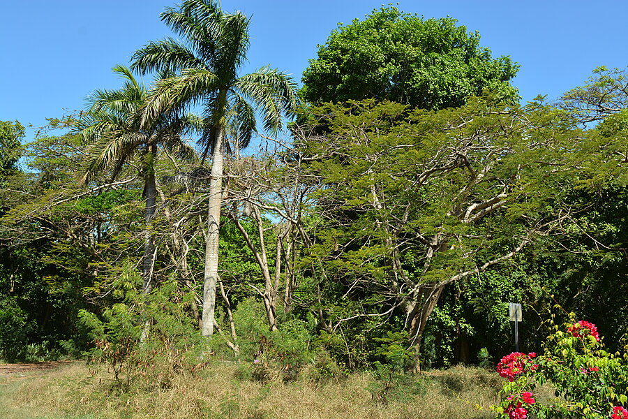 Langs Mahogany Road