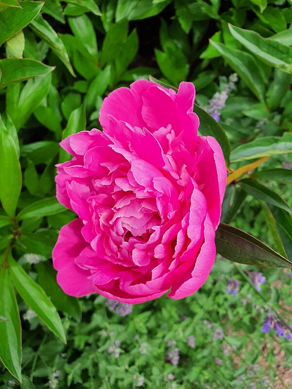 Rød rose
