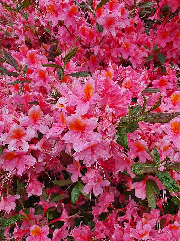 Røde blomster