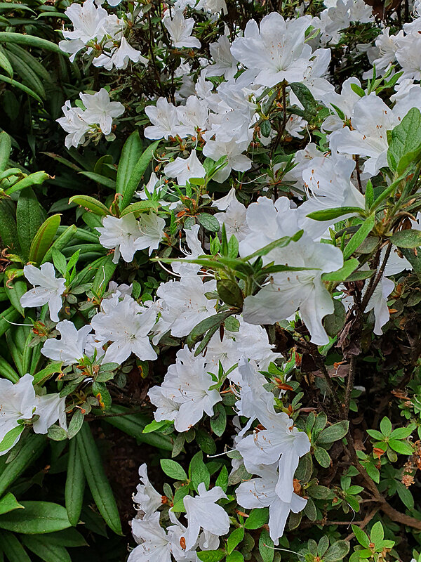 Hvide blomster