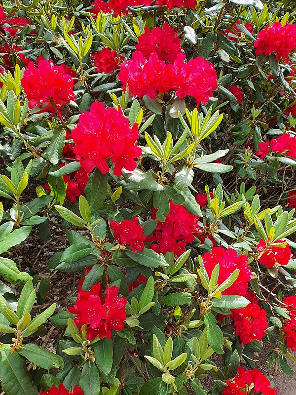 Røde blomster