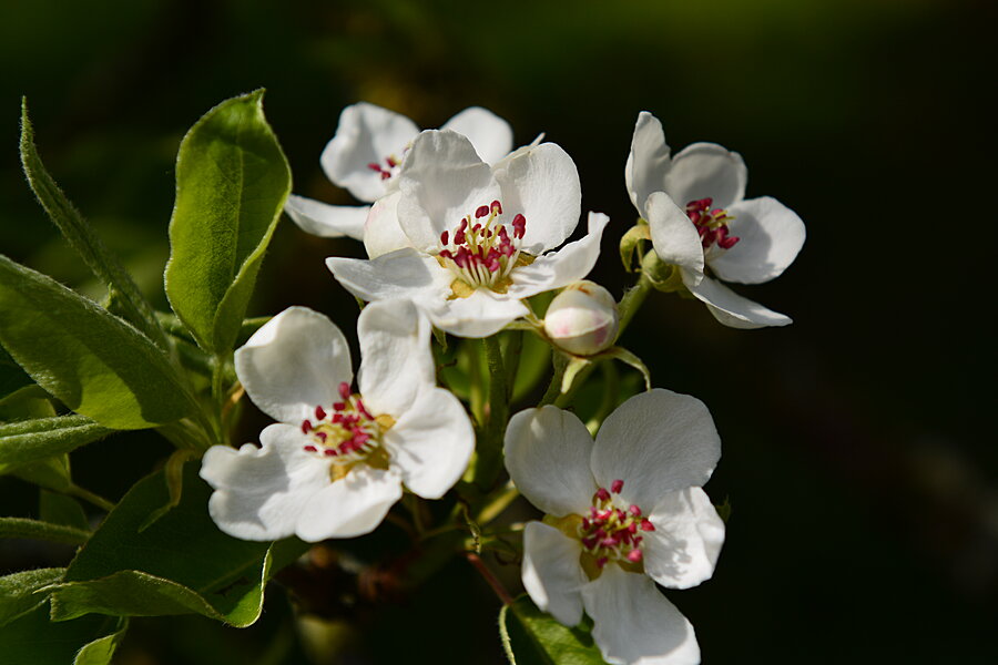 Lidt større blomster