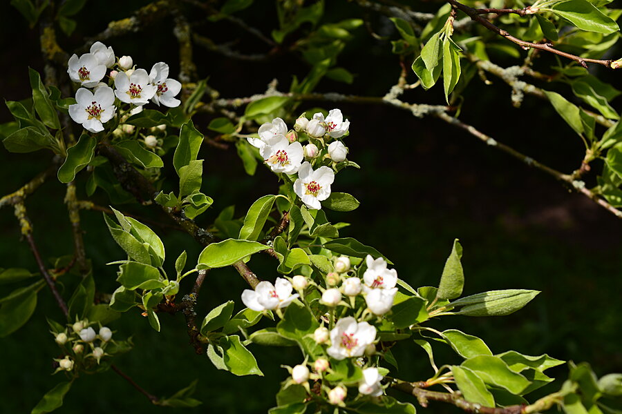 Hvide blomster