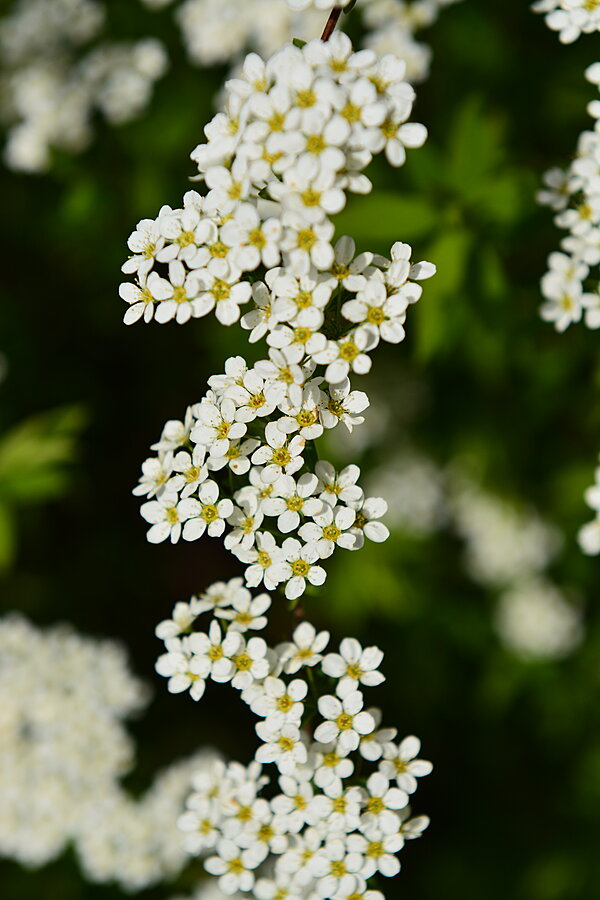 Hvide blomster