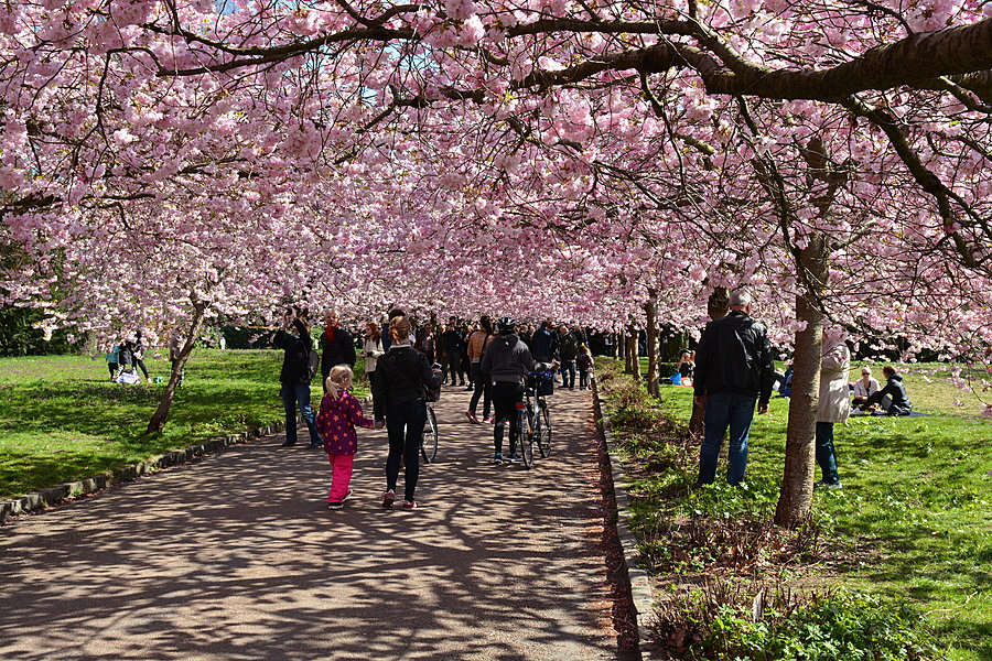 Pink tunnel
