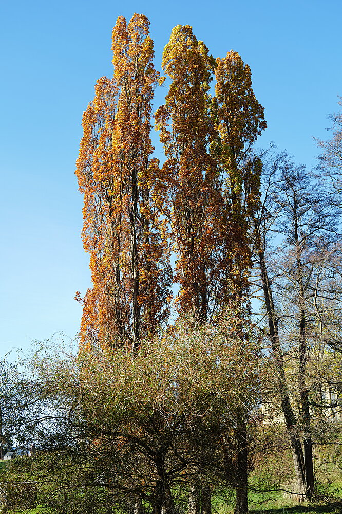 Højt gult træ