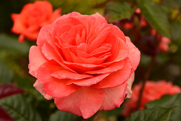 Rød rose