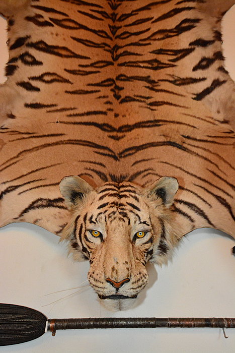 Tigerskind