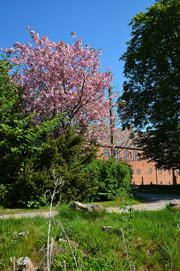 Blomstrende træ