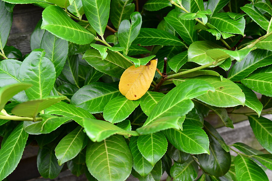 Et gult blad blandt grønne