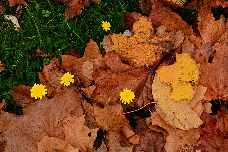 Gule blomster blandt brune blade