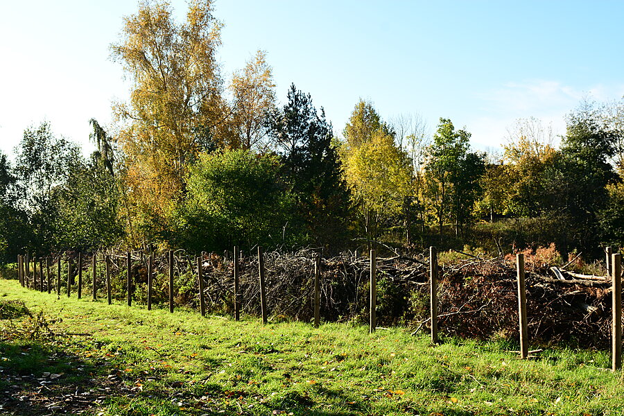 Hegn på Birkhøjmarken