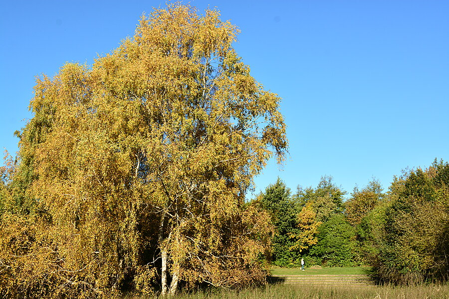 Træer på Birkhøjmarken