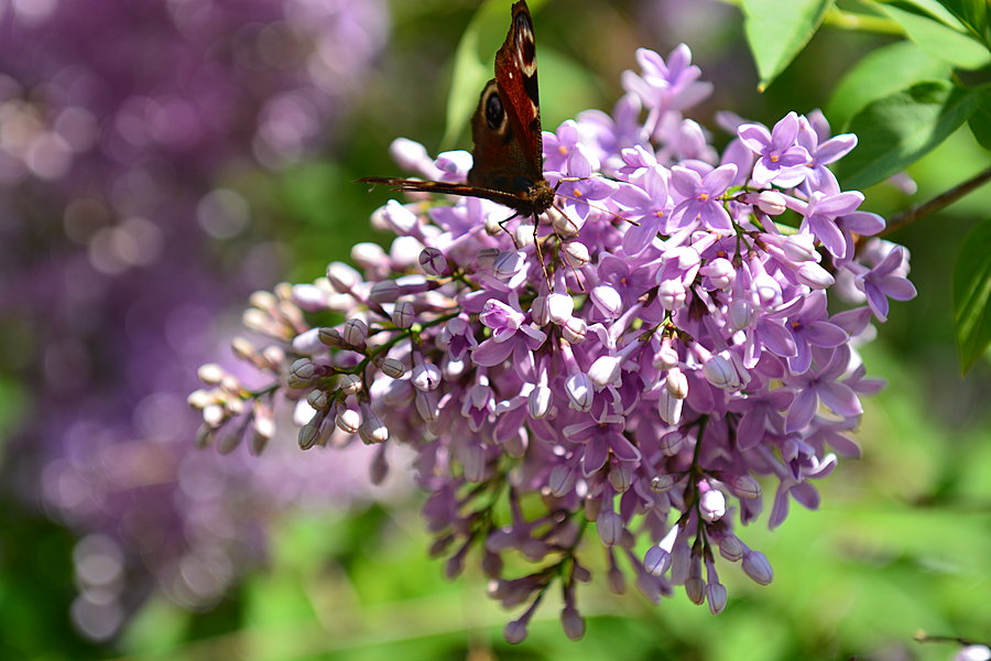 Syrener m. sommerfugl