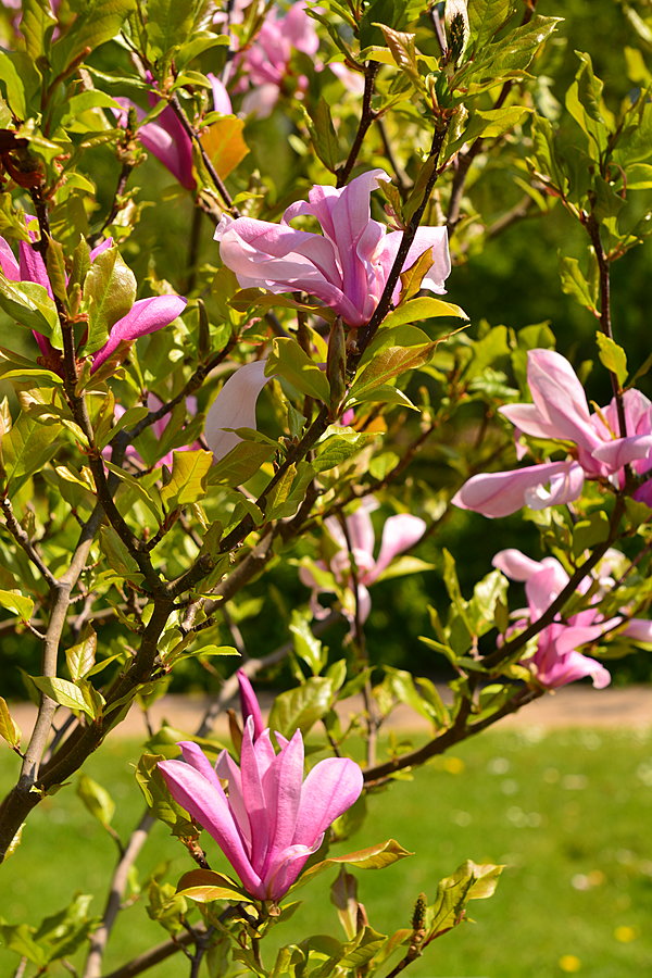 Magnolia