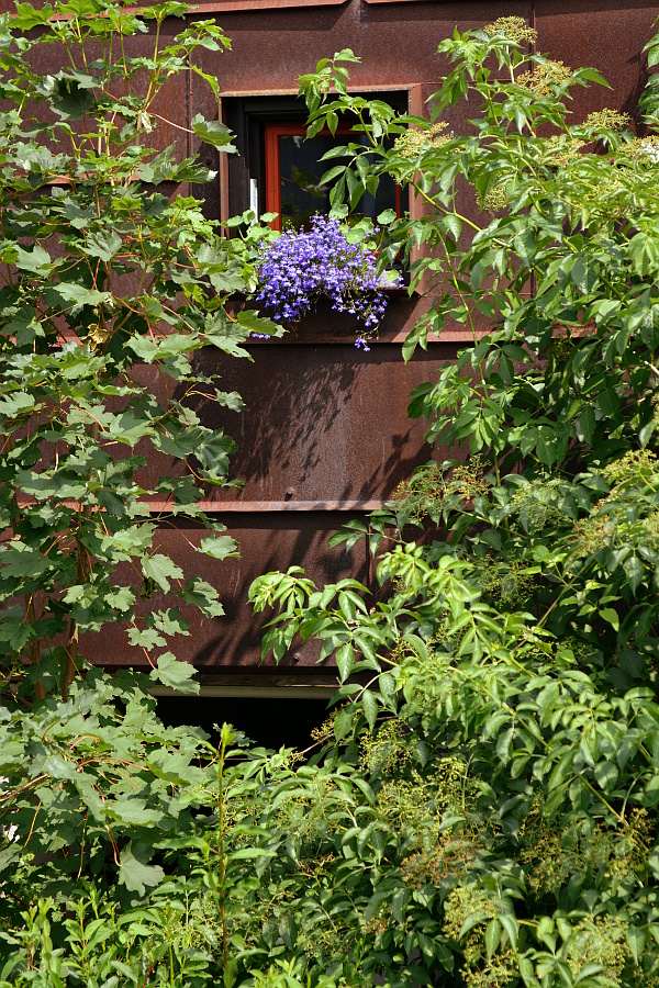 Blå blomster på facade