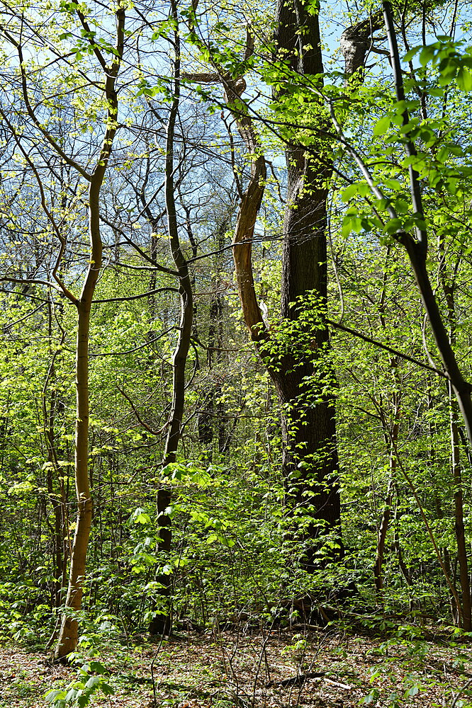Løvspring