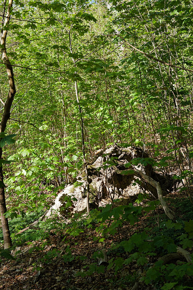 Gammel stub
