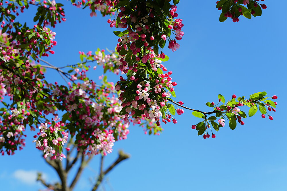 Forårsblomster