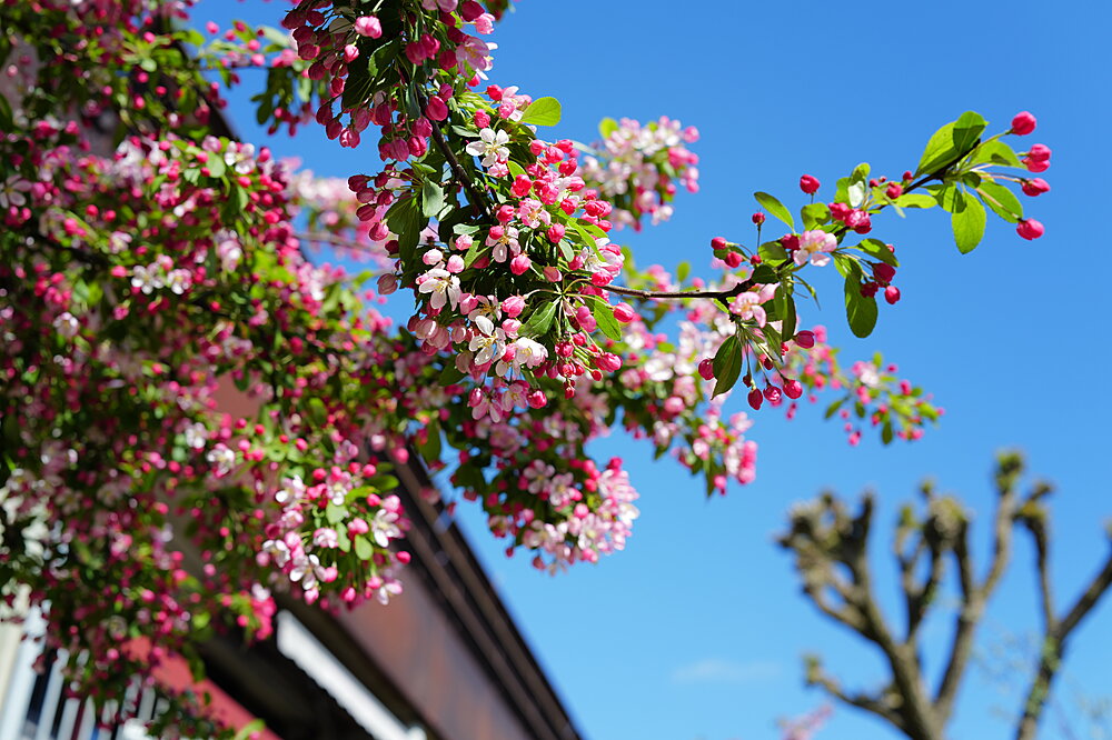 Forårsblomster