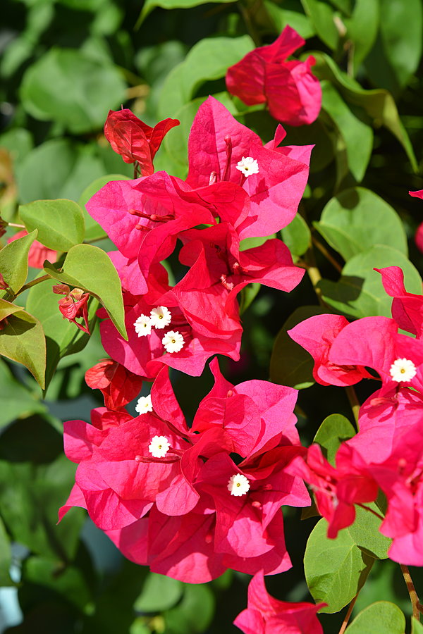 Røde blomster