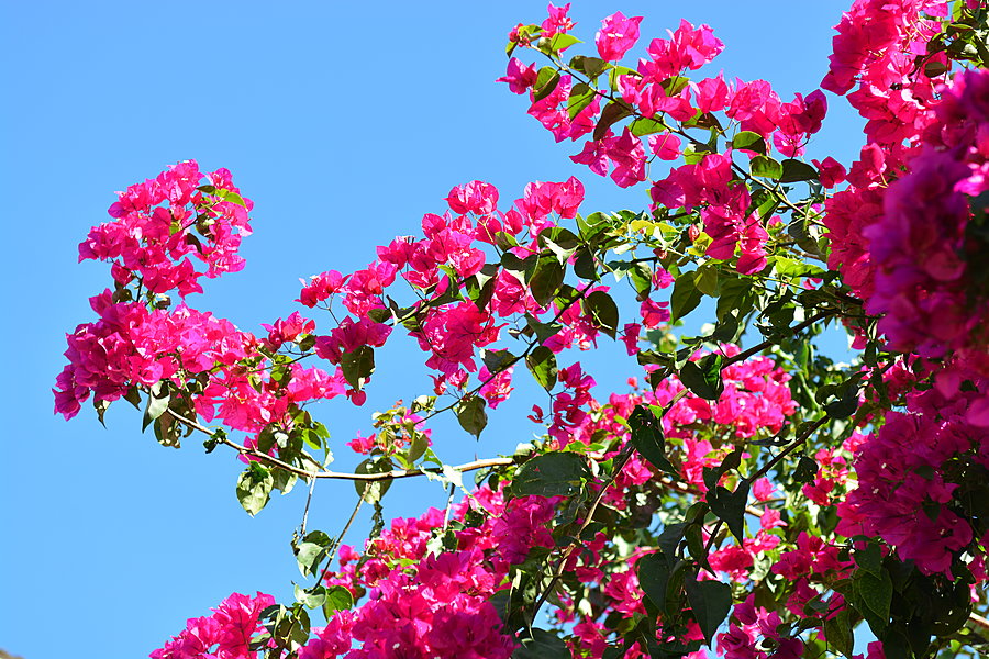 Flamboyant