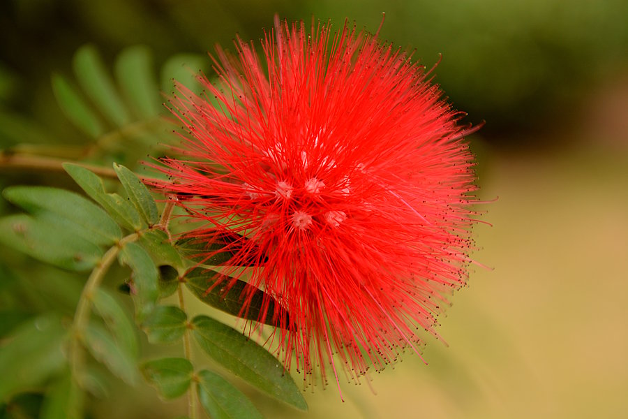 Rød blomst