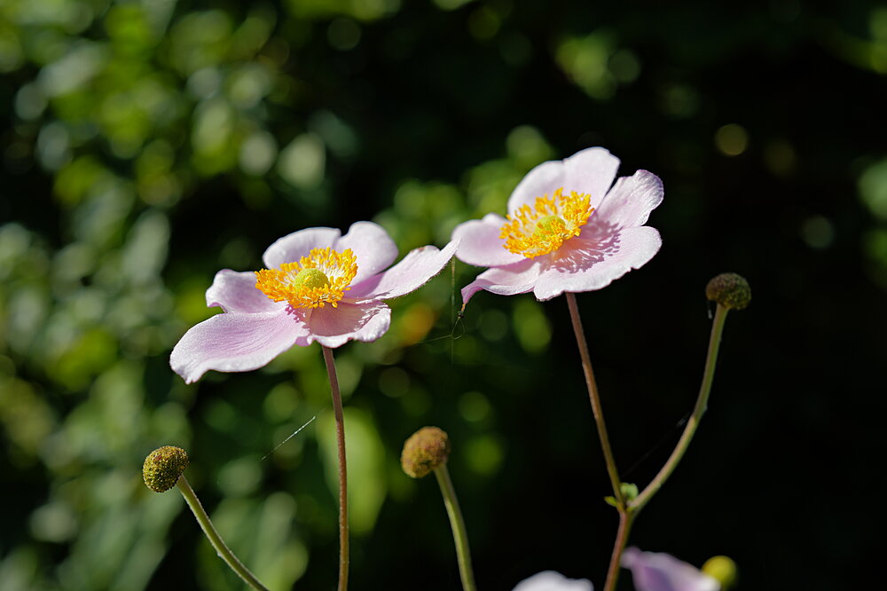 Sæsonens sidste blomster