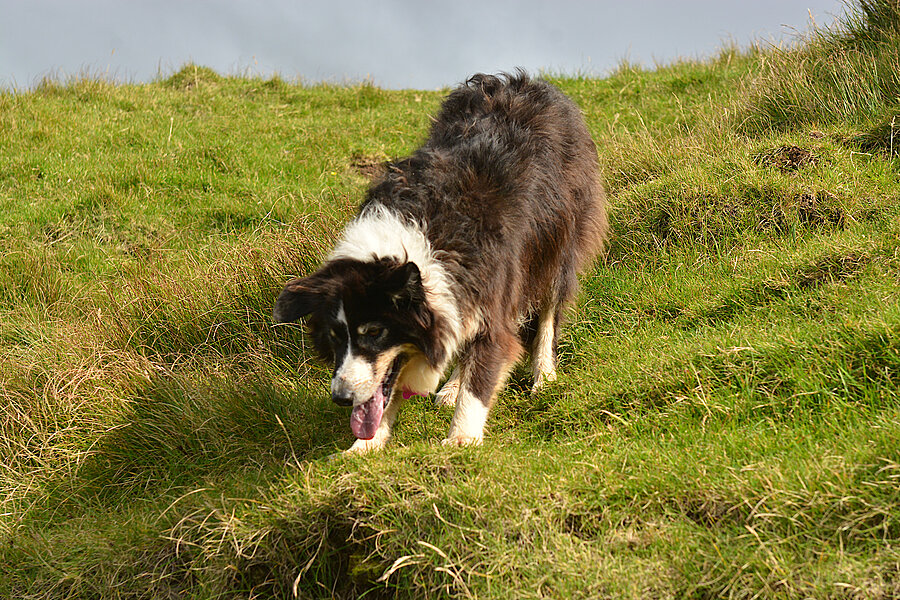Hund