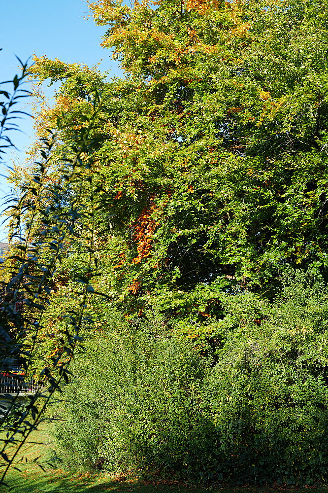 Træerne tager farve