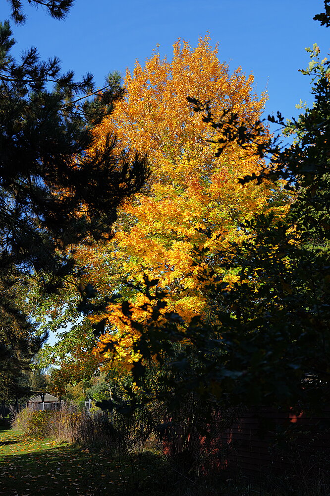 Sol på efterårsløv