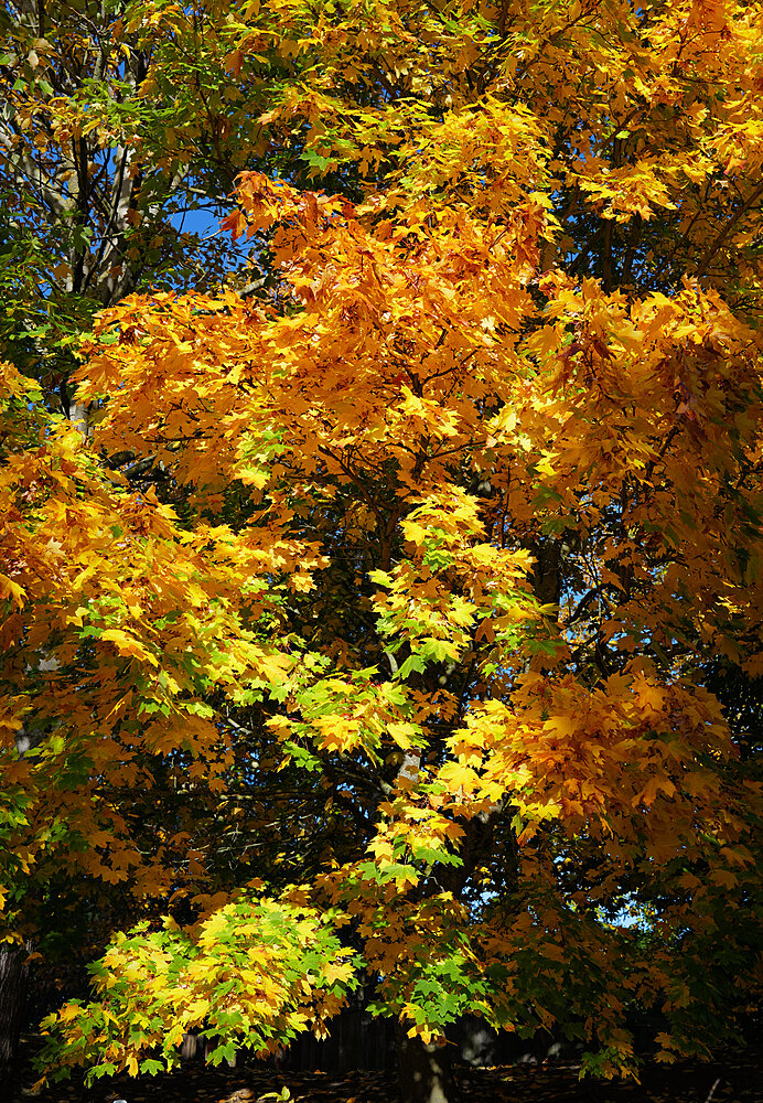Blade gløder i solen