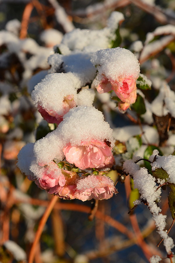 Roser med sne