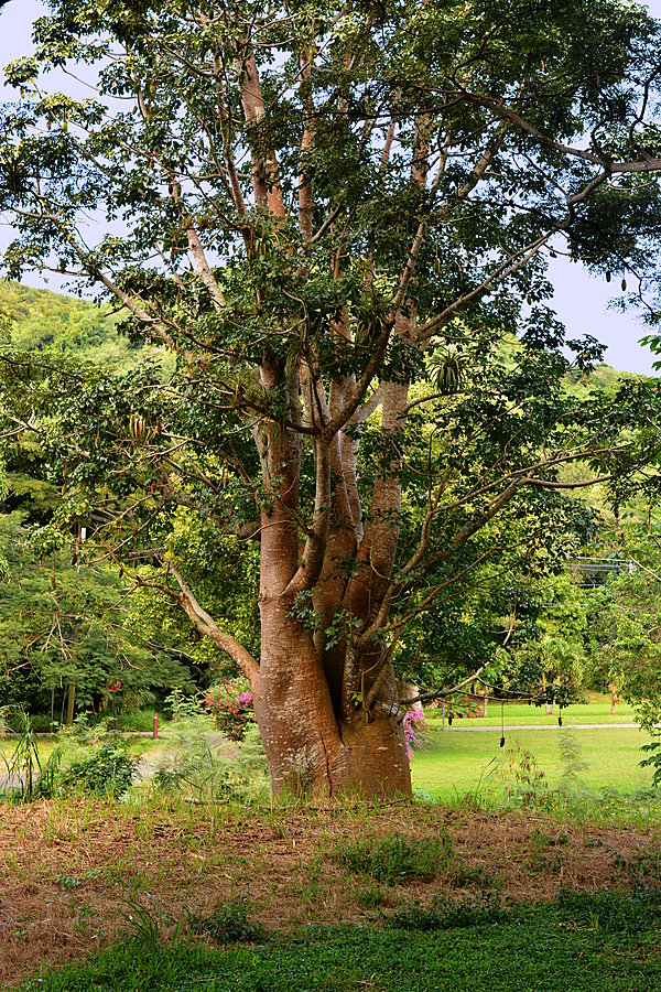 Baobab træ