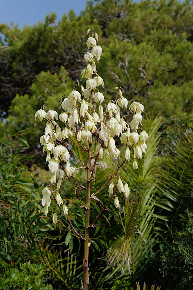 Hvide blomster