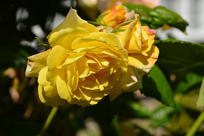 Gul rose