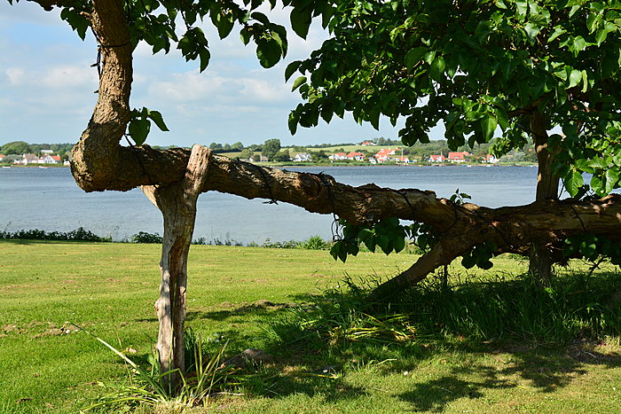 Kroget gren