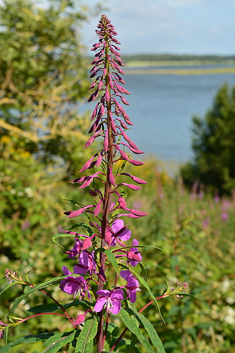 Violet blomst
