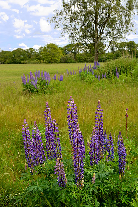 Lupin