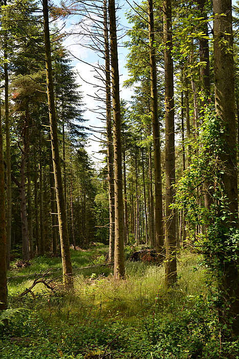 Skov