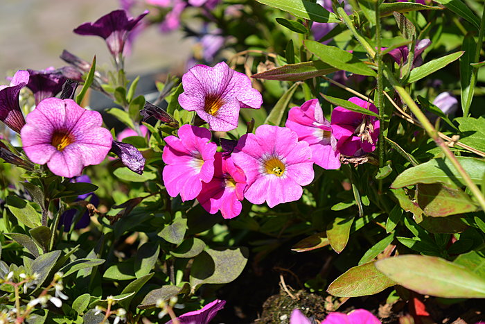 Blomster