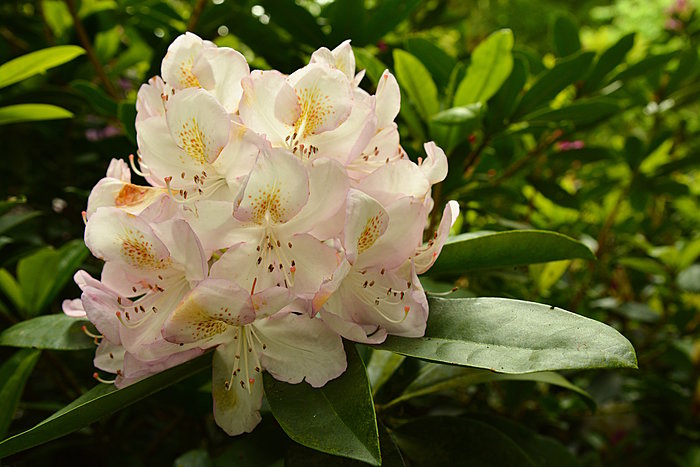 Rhododendron