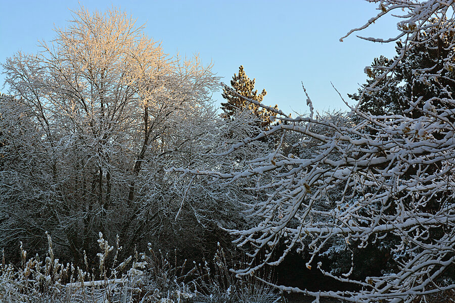 Sne på grene