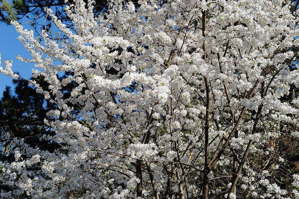 Hvid blomstring